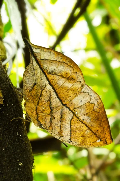 Yaprak kelebek (Kallima inachus) — Stok fotoğraf