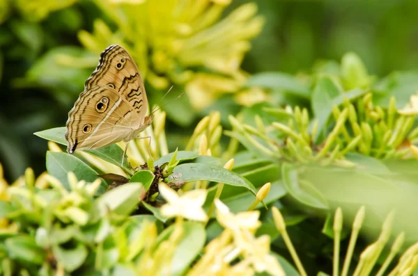 Junonia almana butterfly — Stock Photo, Image