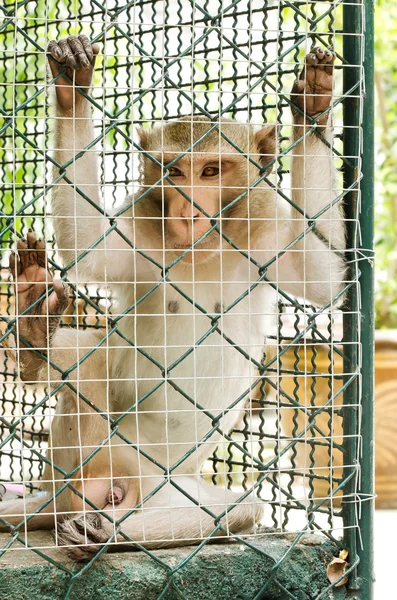 Macaco triste enjaulado — Fotografia de Stock