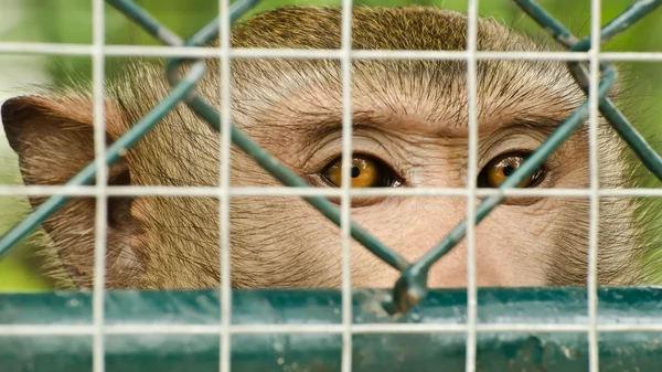 Macaco triste enjaulado — Fotografia de Stock