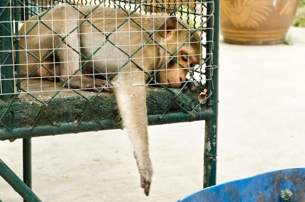 Sad monkey caged — Stock Photo, Image