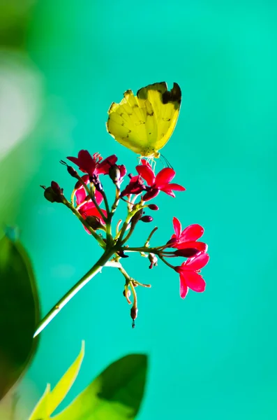 Yellow butterfly (Three-spot grass yellow) — Stock Photo, Image