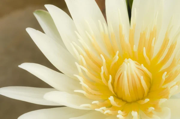 Beautiful yellow lotus blossom — Stock Photo, Image
