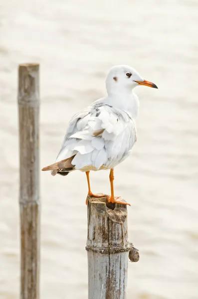 Seagull håll på bambu — Stockfoto