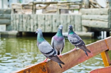 bir bankta oturan güvercin
