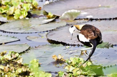 kuş (sülün kuyruklu Jakana), Tayland