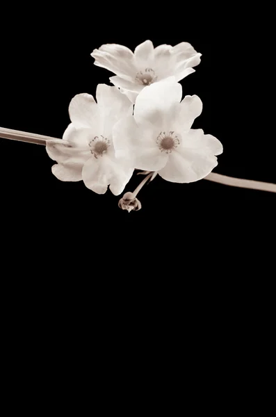 Красивый белый цветок, Echinodorus cardifolius — стоковое фото