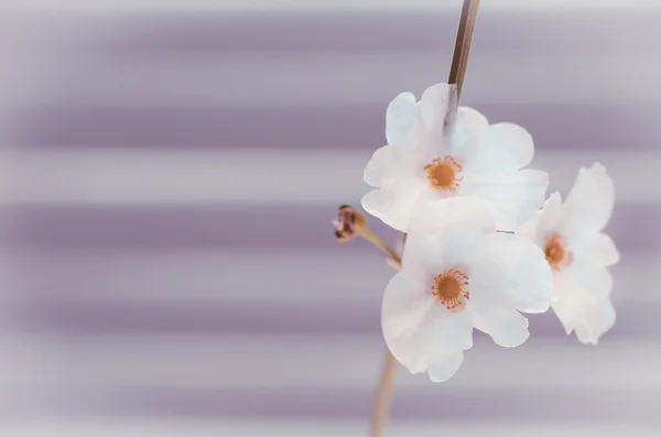 Hermosa flor blanca, Echinodorus cardifolius — Foto de Stock