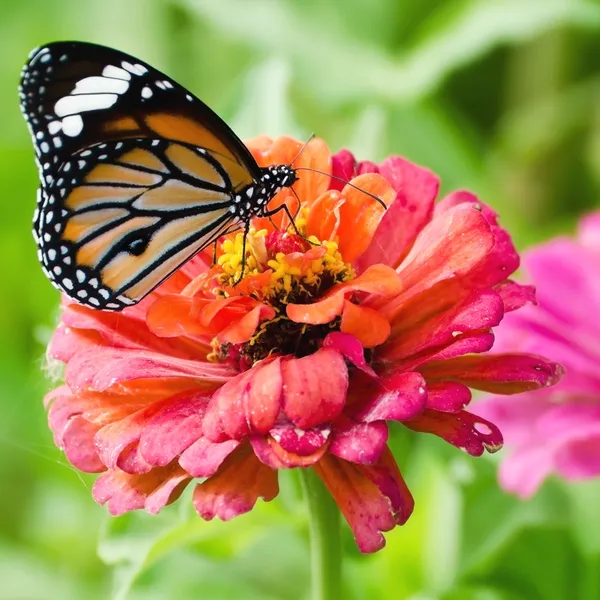 Monarch motýl na květině cínie — Stock fotografie