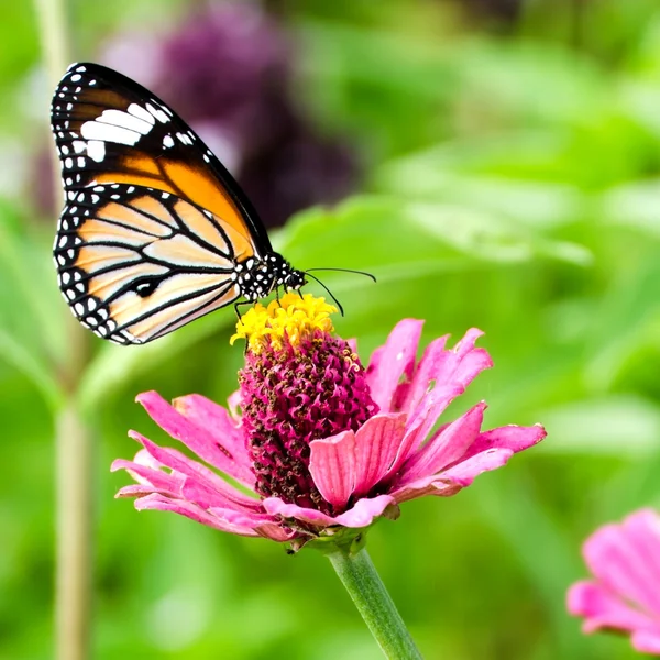 Borboleta monarca na flor zinnia — Fotografia de Stock