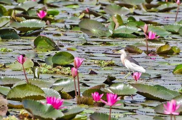 Pássaro (javan lagoa garça) na Tailândia — Fotografia de Stock