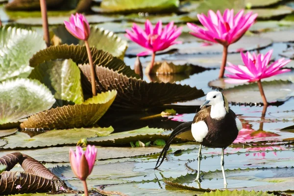 kuş (sülün kuyruklu Jakana), Tayland