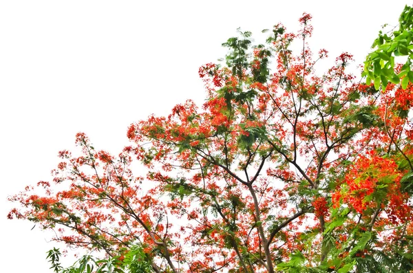 Полум'я дерев або Royal Poinciana дерево — стокове фото