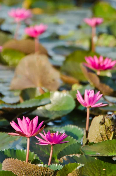 O lago de lírio de água rosa — Fotografia de Stock