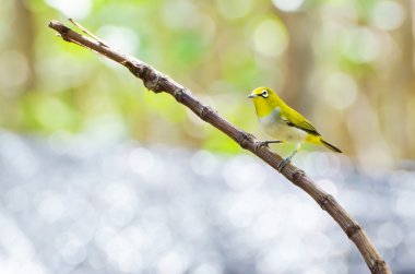 Oriental White-eye kuşu (Zosterops palpebrosus)