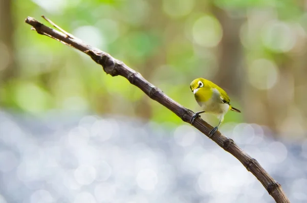 Oriental brilvogels vogel (Zosterops palpebrosus) — Stockfoto