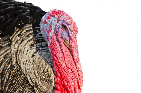 Close up of colorful turkey — Stock Photo, Image