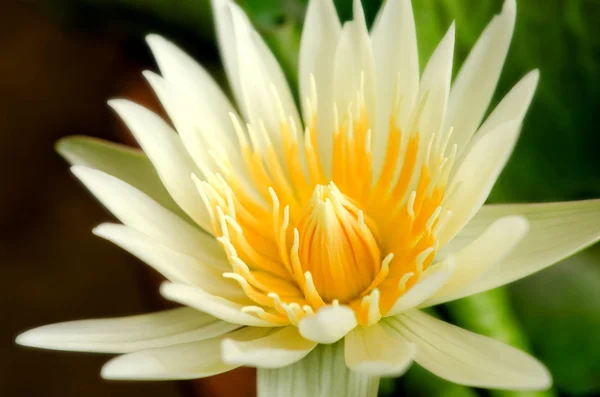 Beautiful yellow lotus blossom — Stock Photo, Image