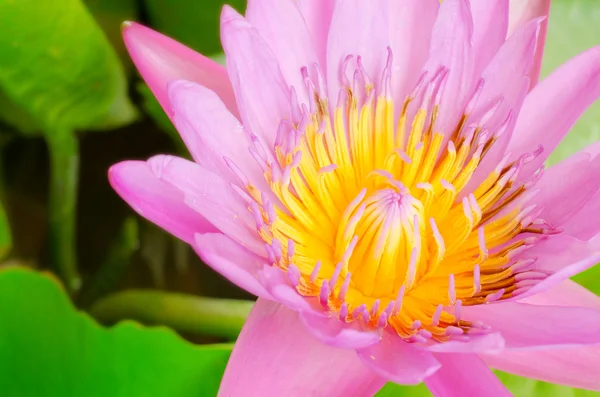 Hermosa flor de loto rosa — Foto de Stock