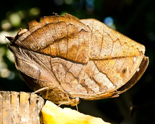 Borboleta (Kallima inachus ) — Fotografia de Stock