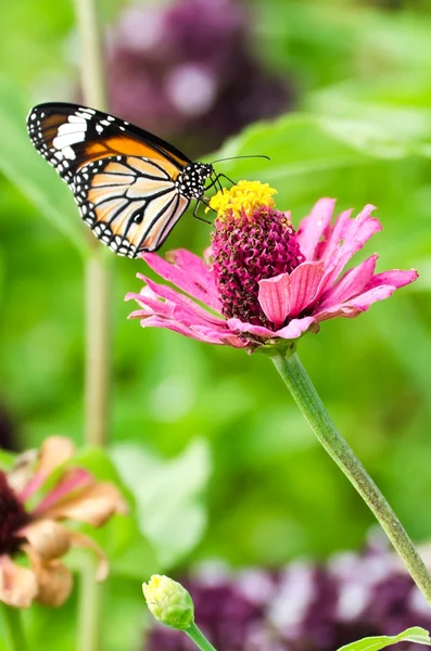 Monarch motýl na květině cínie — Stock fotografie