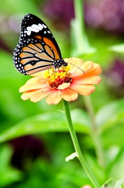 Monarch kelebek zinnia çiçeği üzerinde
