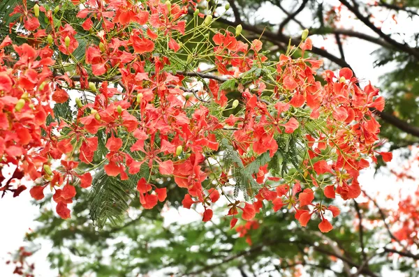 Flame Tree or Royal Poinciana Tree