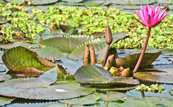 De poel van roze water lily — Stockfoto