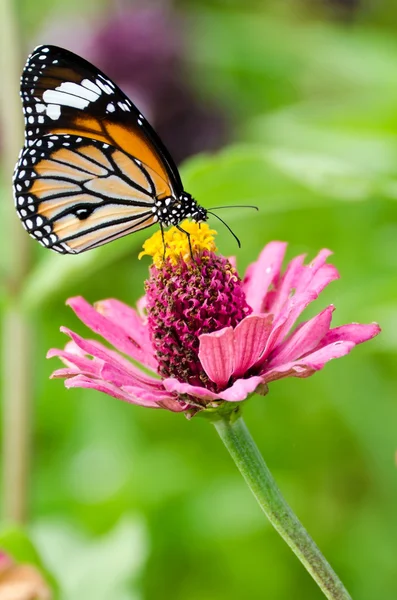 Monarch motýl na květině cínie — Stock fotografie