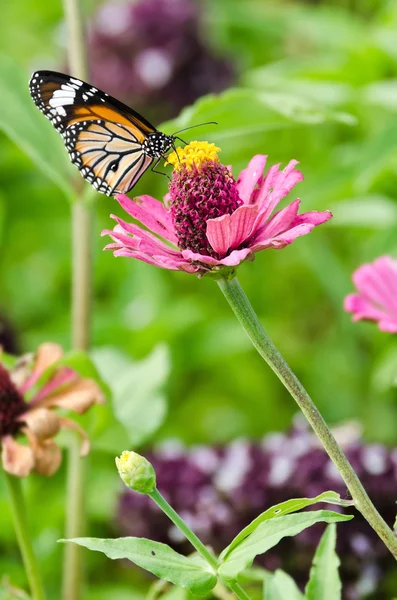 Monarch motýl na květině cínie — Stock fotografie