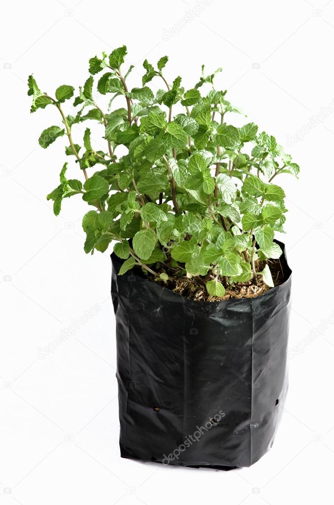 Fresh green peppermint plant