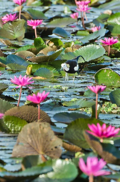 Ptak (Długoszpon), Tajlandia — Zdjęcie stockowe
