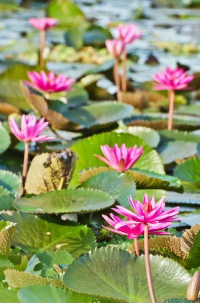 Jeziora różowy lilii wodnej — Zdjęcie stockowe