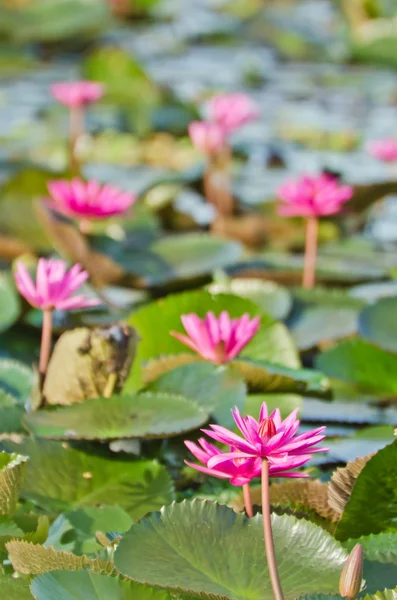 The lake of pink water lily — Stock Photo, Image