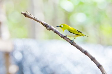 Oriental White-eye kuşu (Zosterops palpebrosus)