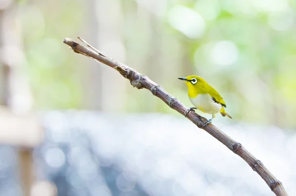 Białóoka (ptak) Oriental ptak (Zosterops palpebrosus) — Zdjęcie stockowe