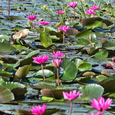 Tayland'da Kuş (Cava pond heron)