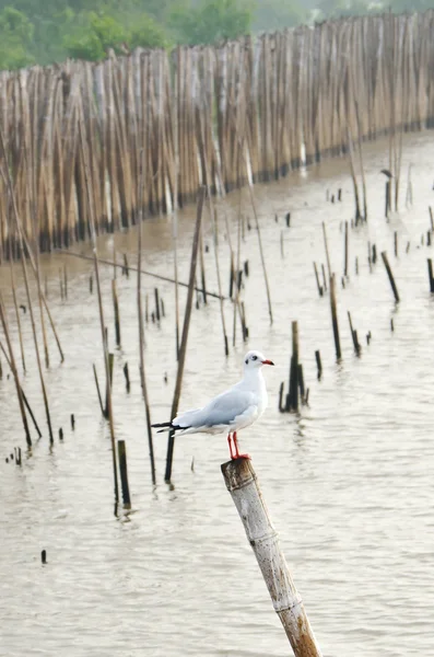 Group of seagulls holding on bamboo — Stock Photo, Image