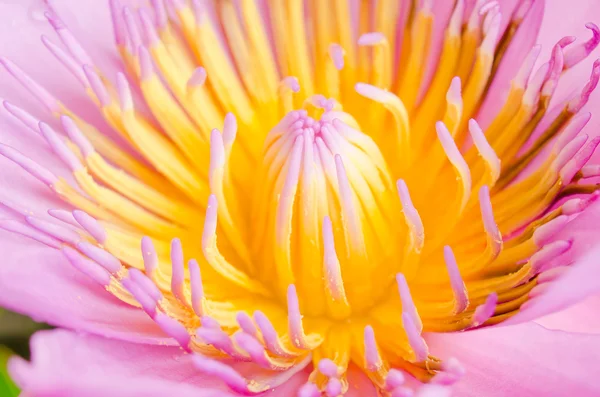 Beautiful pink lotus blossom — Stock Photo, Image