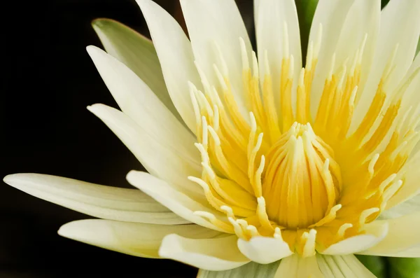 Beautiful yellow lotus blossom — Stock Photo, Image