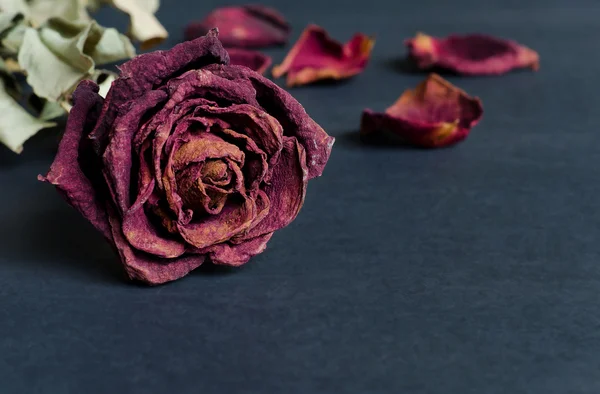 Dried rose, Dead rose — Stock Photo, Image