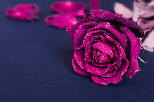 Dried rose, Dead rose — Stock Photo, Image