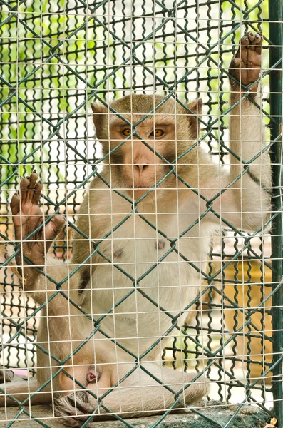 Macaco triste enjaulado — Fotografia de Stock