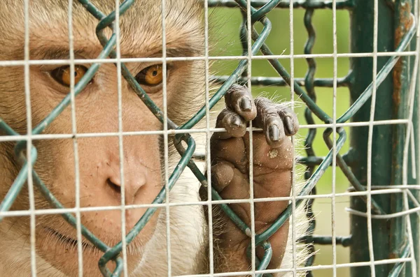 Macaco triste enjaulado — Fotografia de Stock