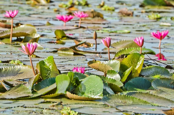 De poel van roze water lily — Stockfoto