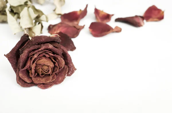 Suszone żyje róża, róża Zdjęcie Stockowe