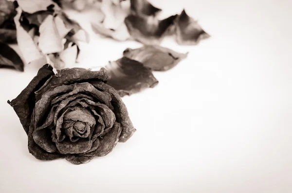 Rosa seca, Rosa muerta —  Fotos de Stock