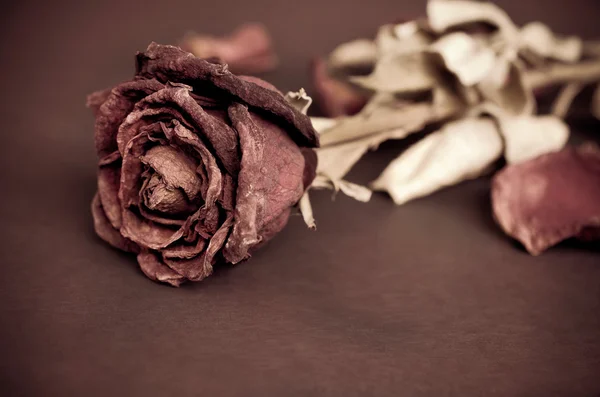 Rosa seca, Rosa muerta —  Fotos de Stock