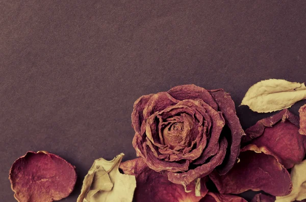 Сухая роза, Мертвая роза — стоковое фото
