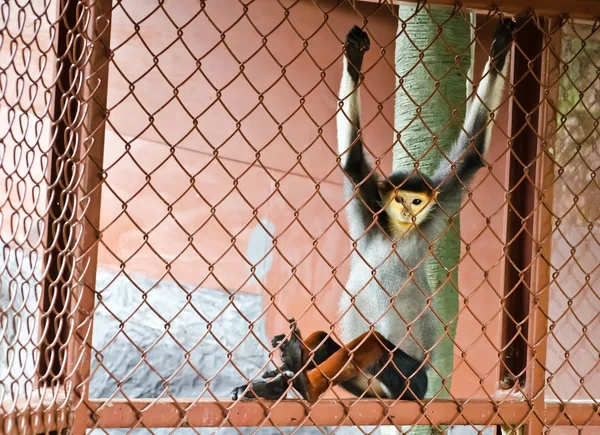 Tarka karcsúmajom langur — Stock Fotó